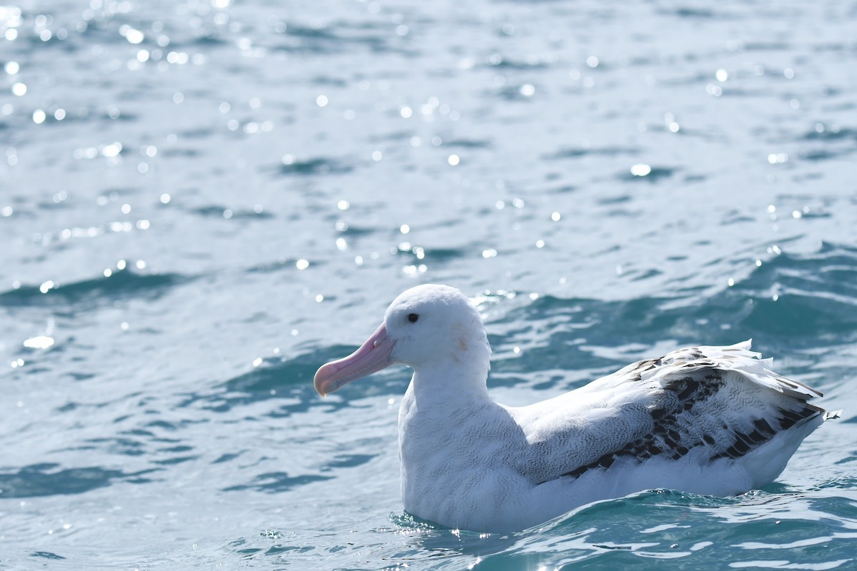 Antipodean Albatross - ML645095747