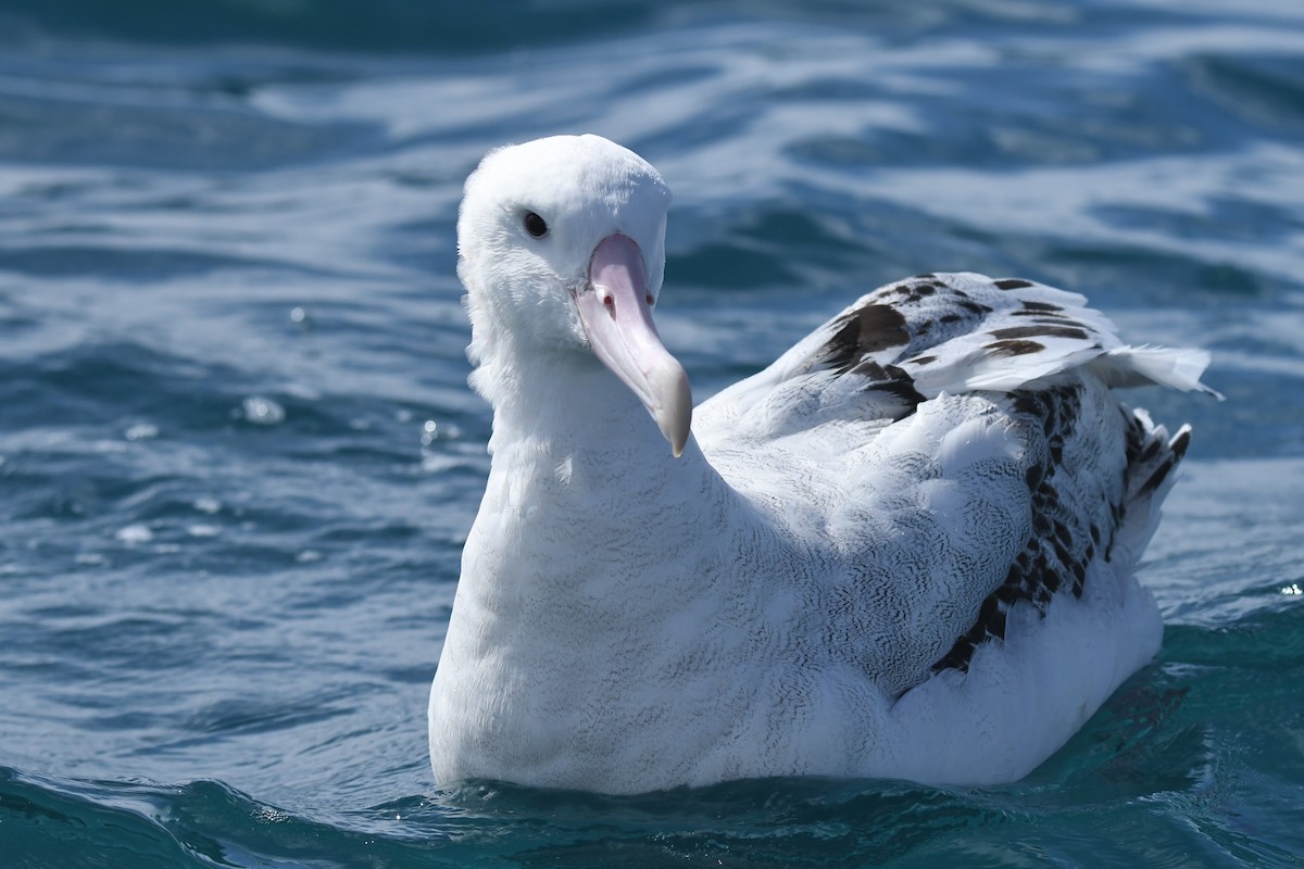 Antipodean Albatross - ML645095749