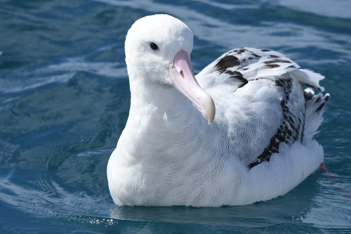 Antipodean Albatross - ML645095753