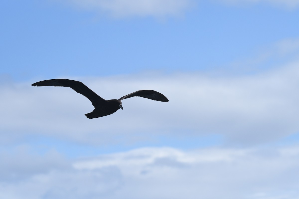 Westland Petrel - ML645095754