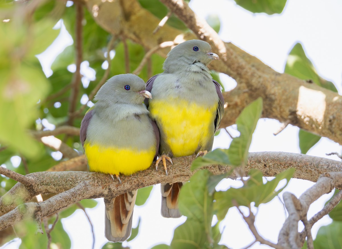 Bruce's Green-Pigeon - ML645095755