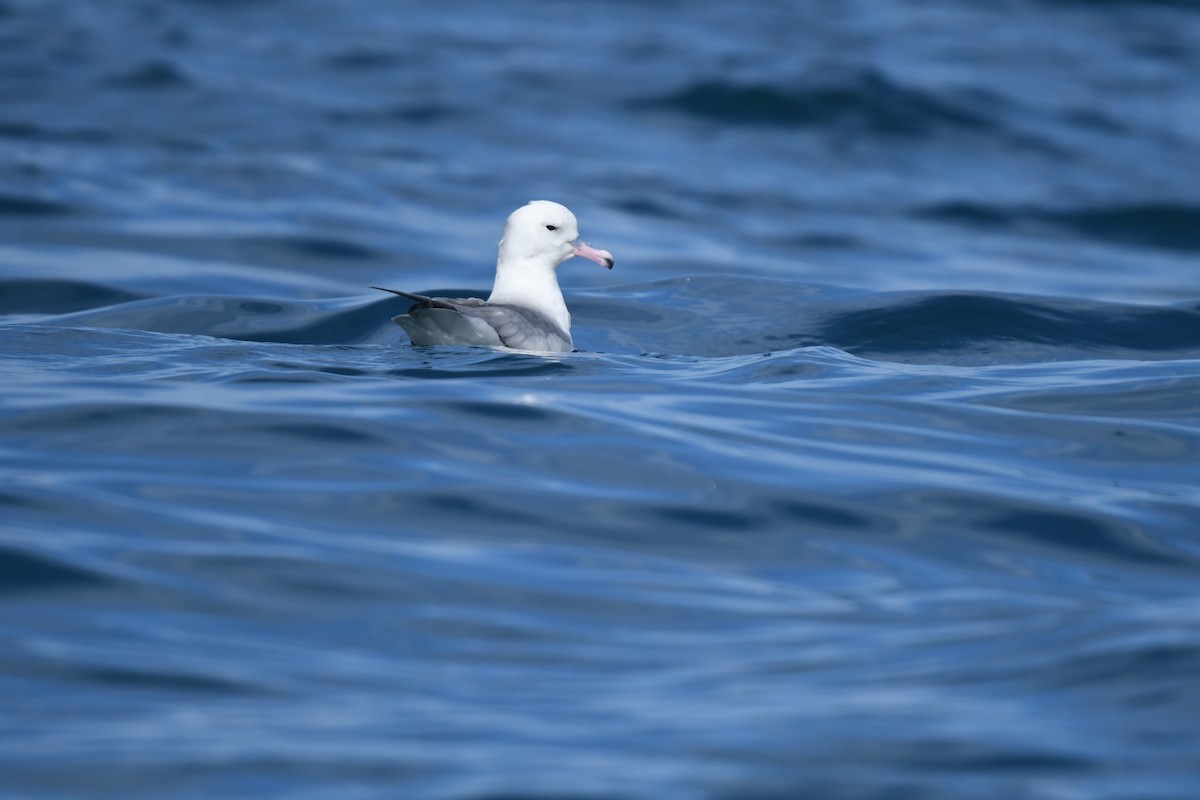 Southern Fulmar - ML645095760