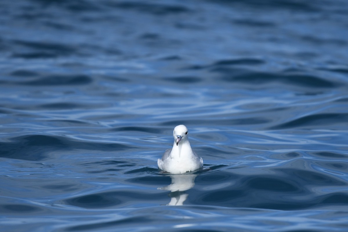 Southern Fulmar - ML645095761