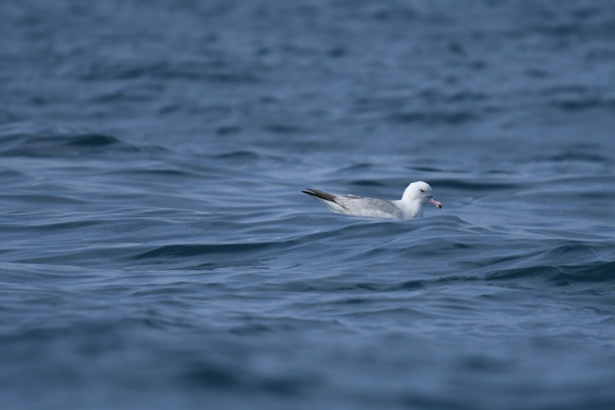 Southern Fulmar - ML645095763