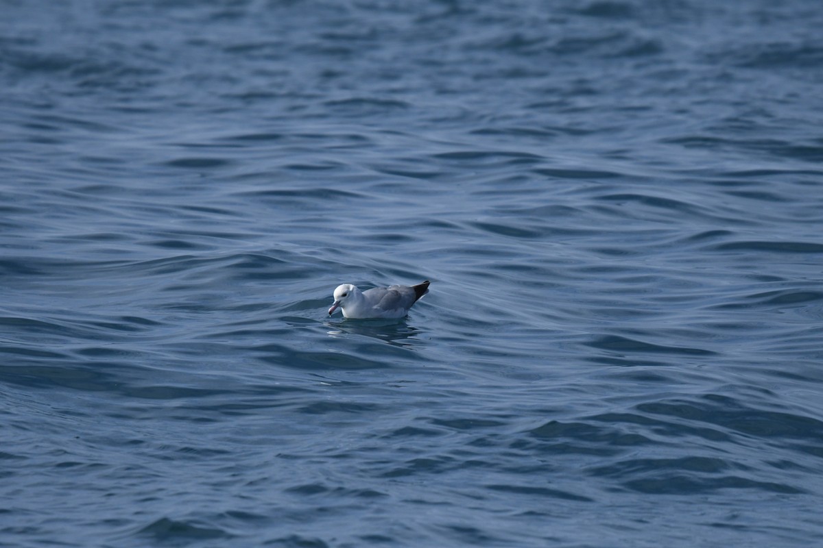 Southern Fulmar - ML645095764