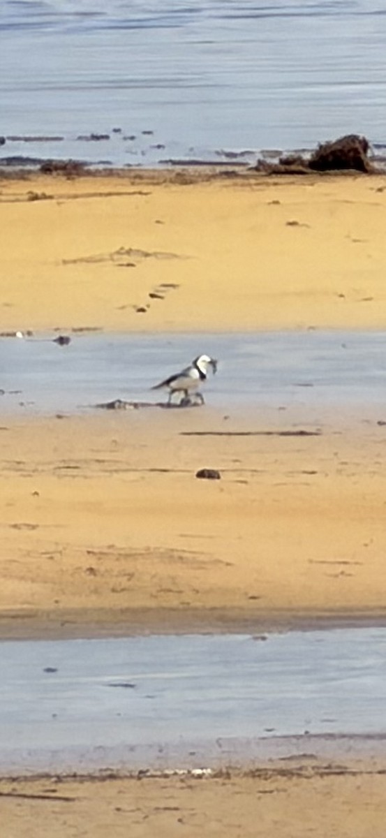 Alaca Çayır Balkuşu - ML645095766