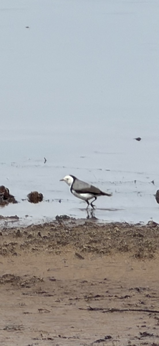 Alaca Çayır Balkuşu - ML645095767