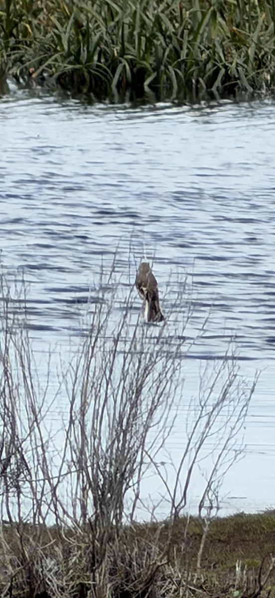 Alaca Çayır Balkuşu - ML645095768