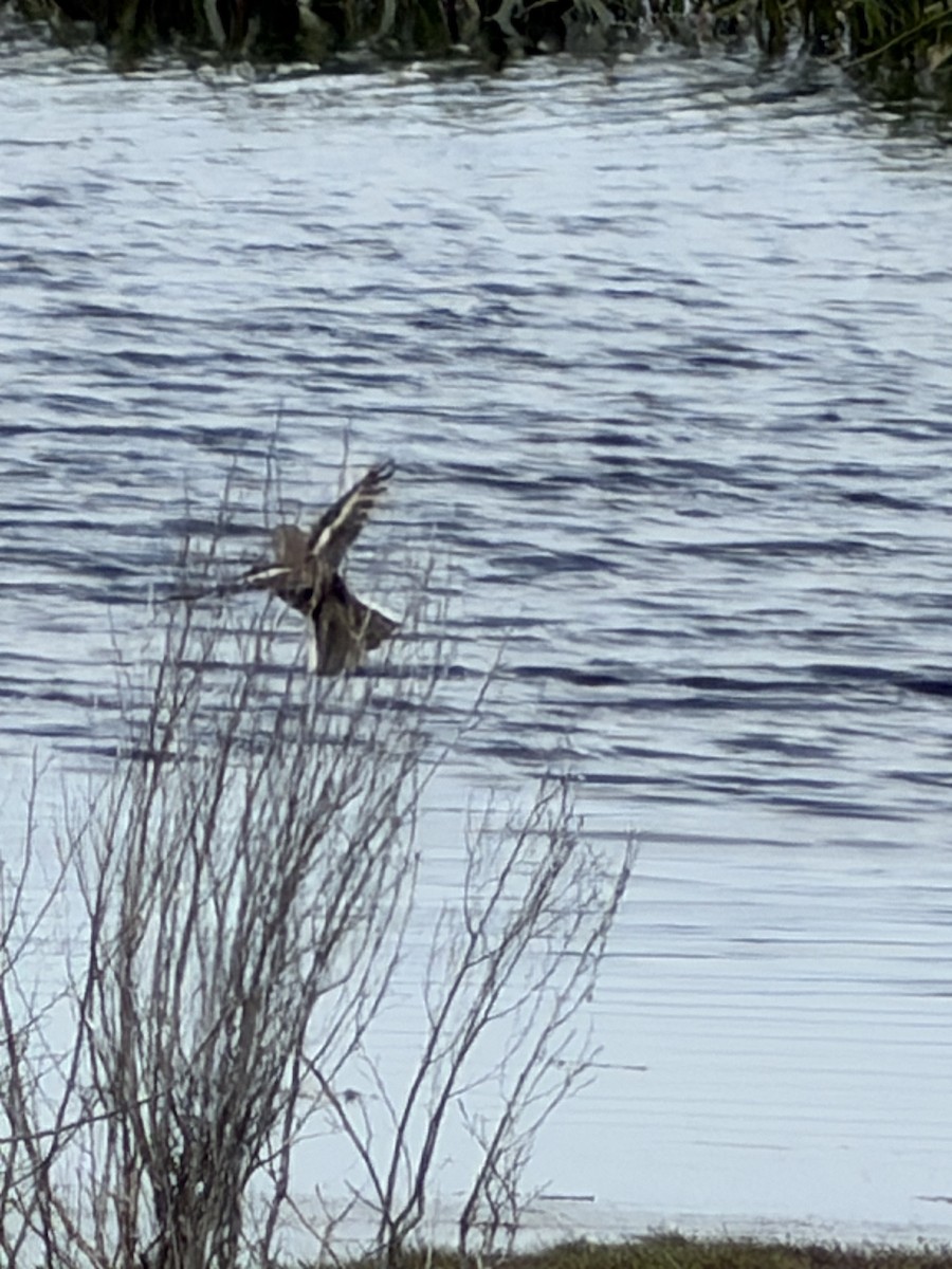 Alaca Çayır Balkuşu - ML645095769