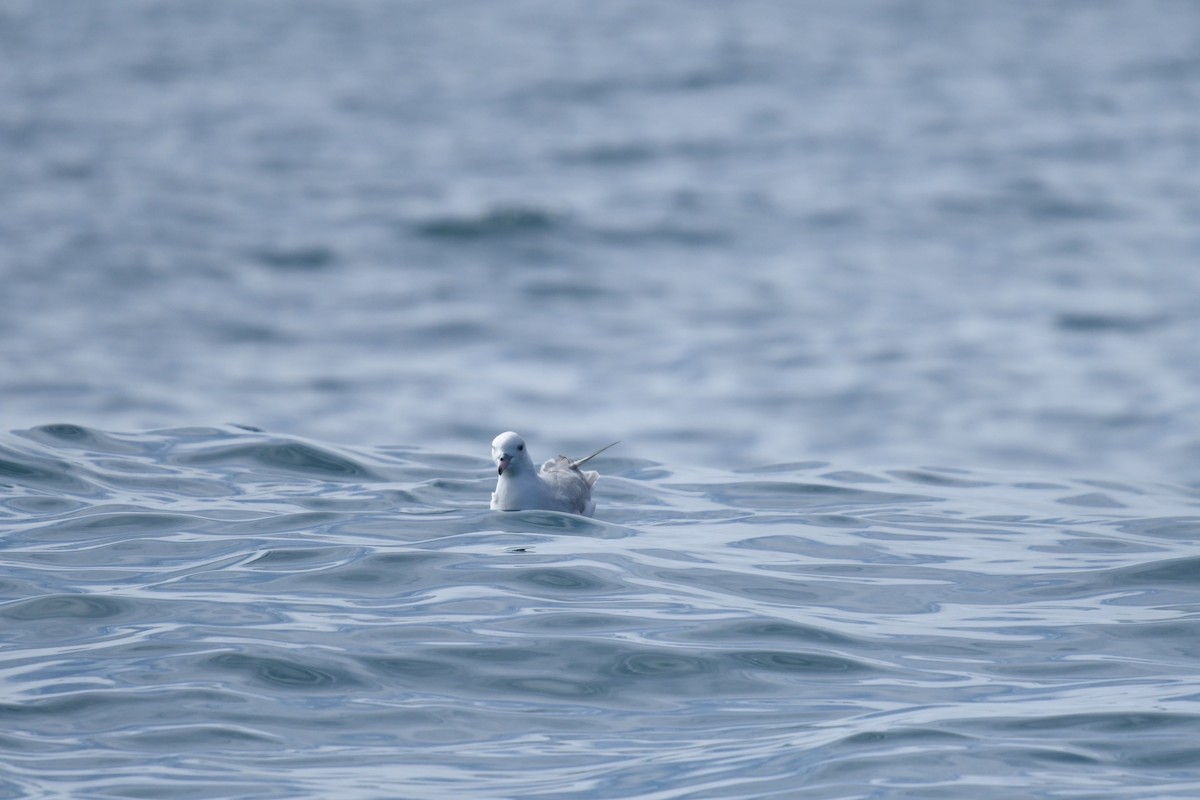 Southern Fulmar - ML645095770