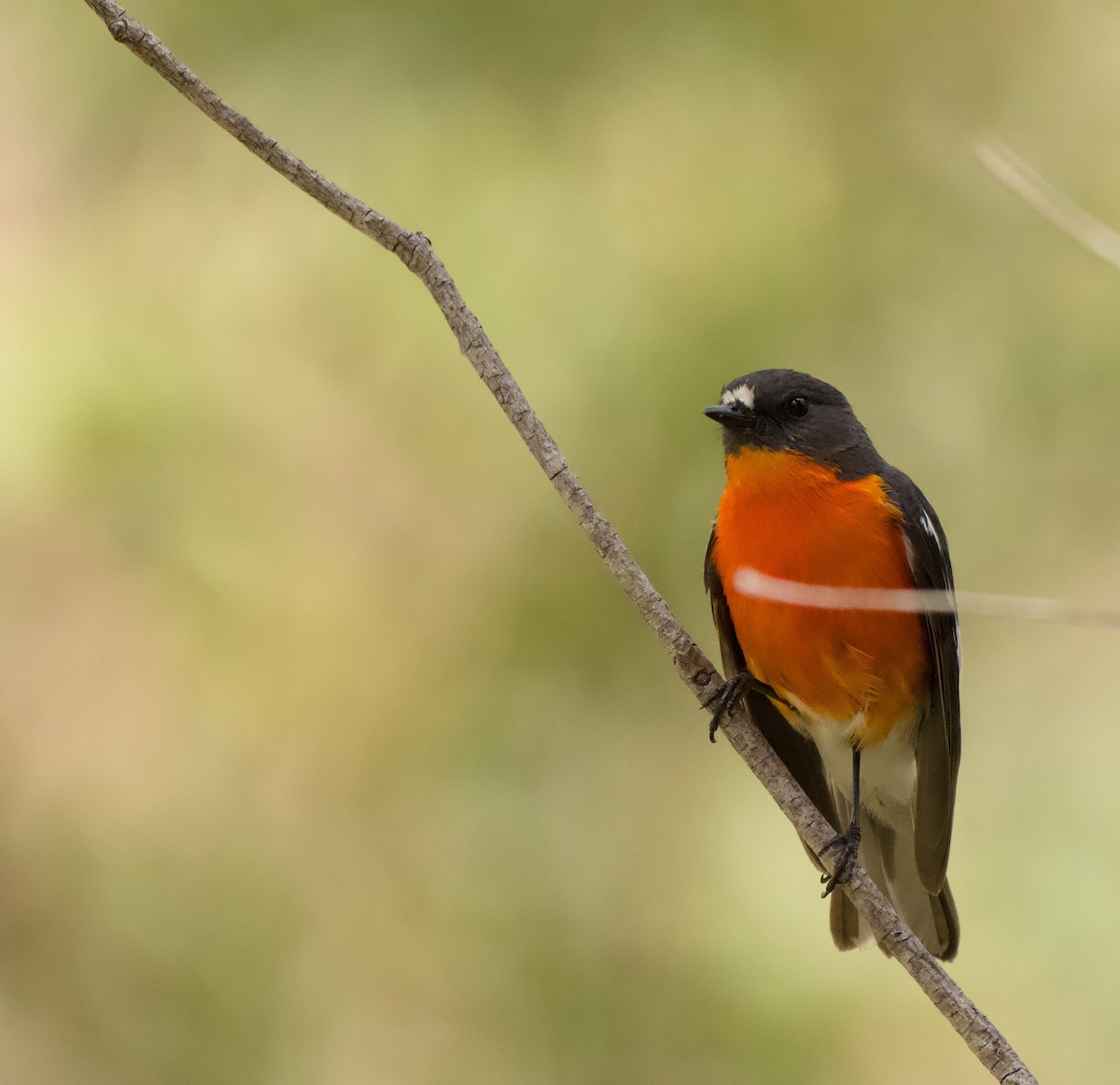 Flame Robin - ML645095777