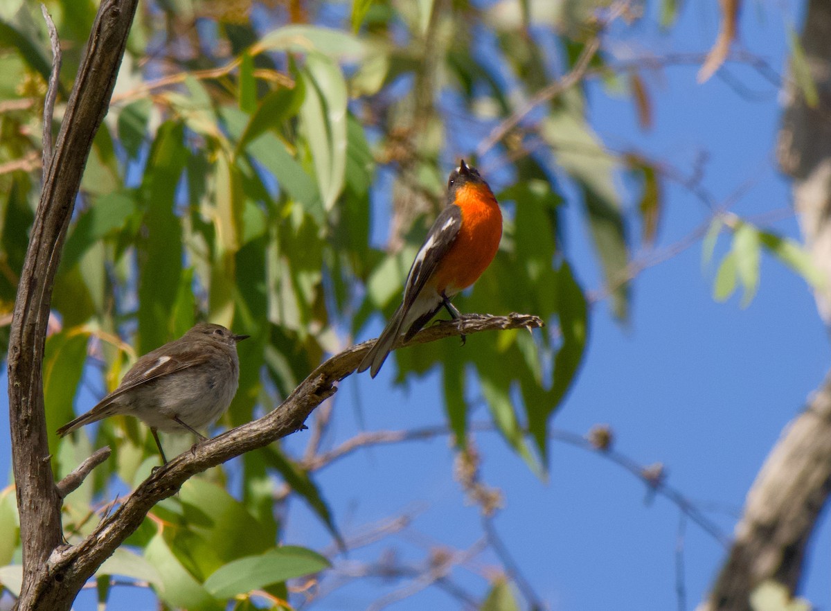 Flame Robin - ML645095779