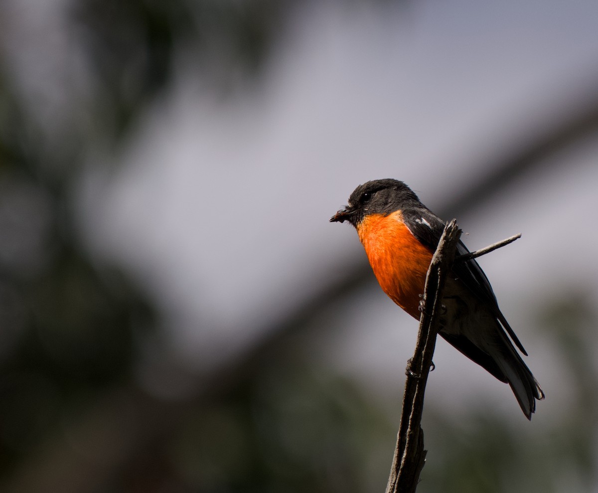 Flame Robin - ML645095780