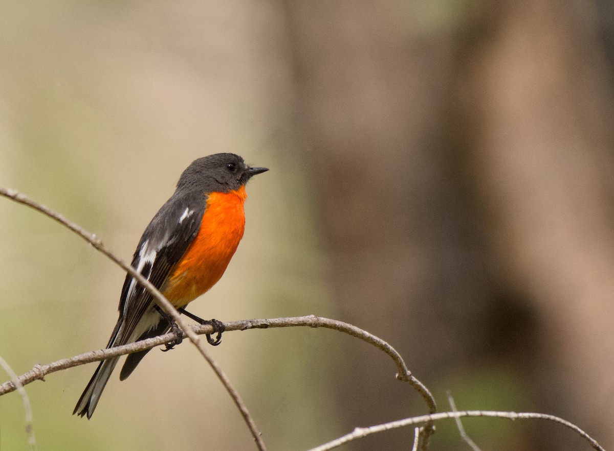 Flame Robin - ML645095781
