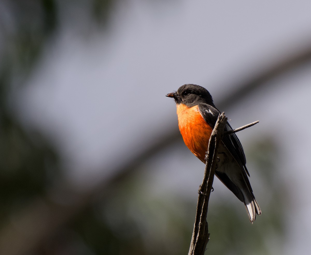 Flame Robin - ML645095782