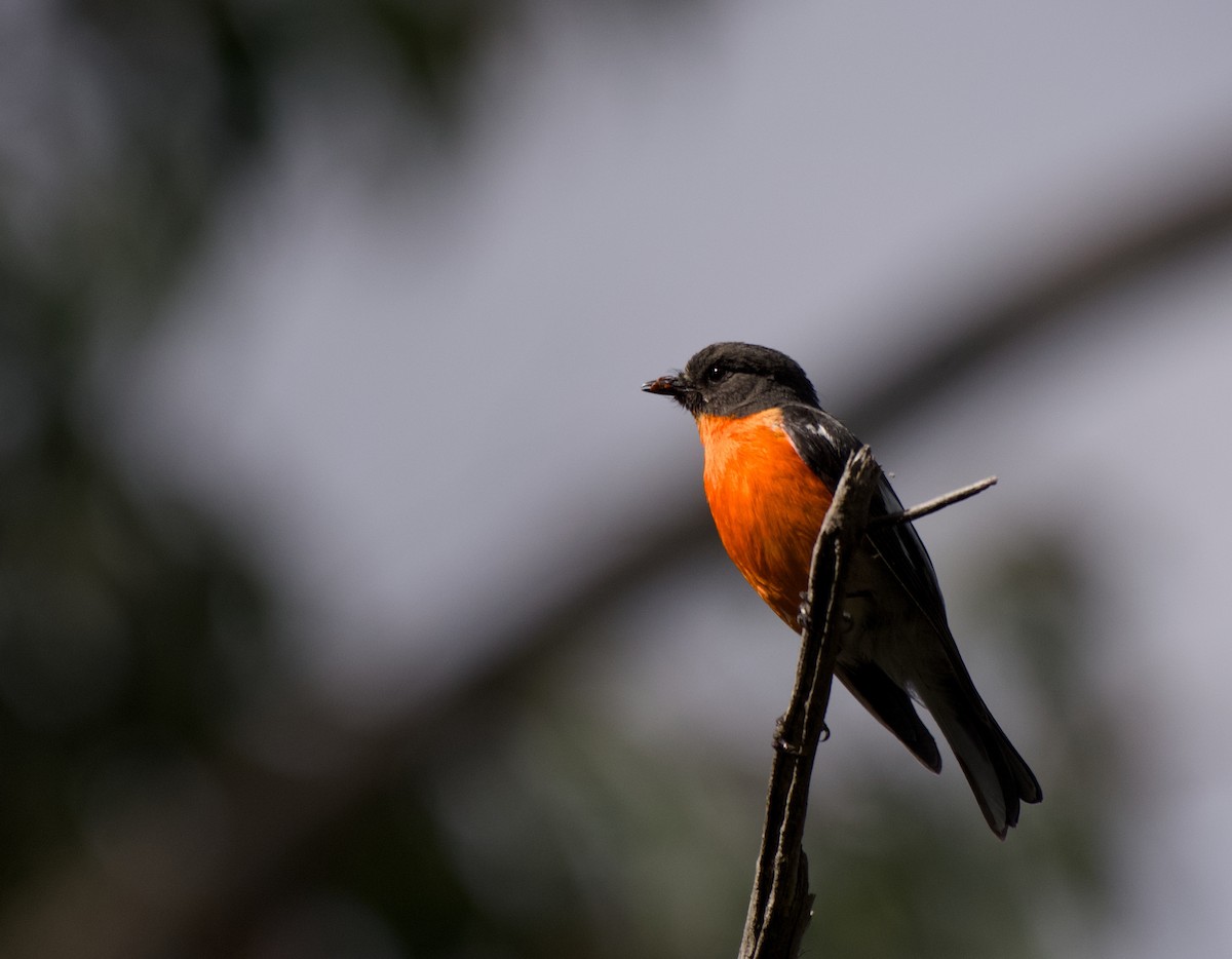 Flame Robin - ML645095783