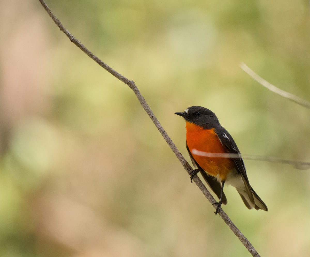 Flame Robin - ML645095784