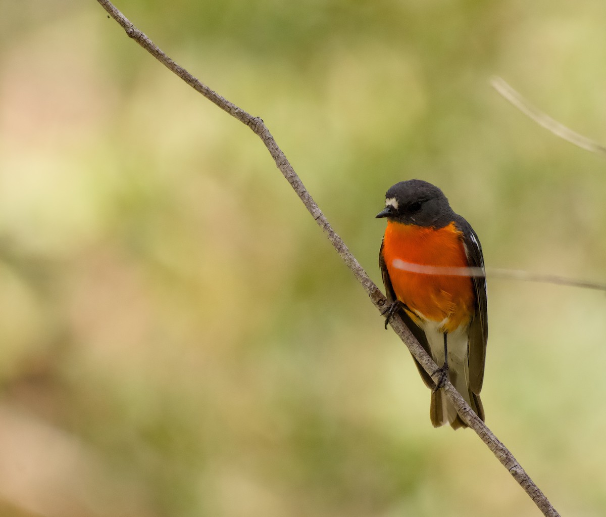 Flame Robin - ML645095786