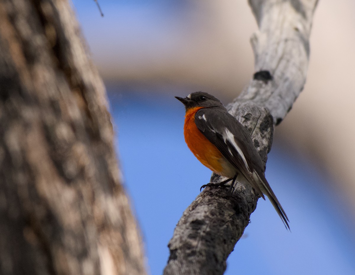 Flame Robin - ML645095787