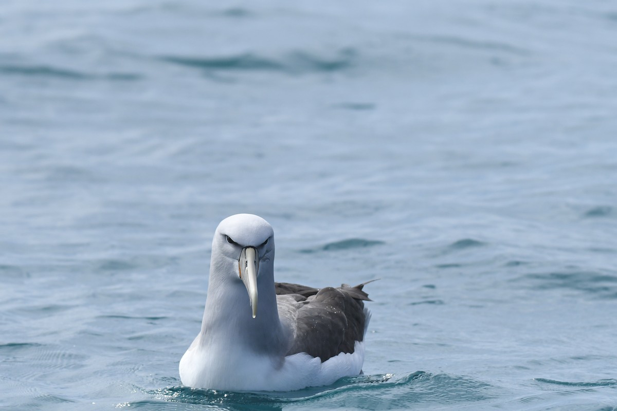Salvin's Albatross - ML645095788