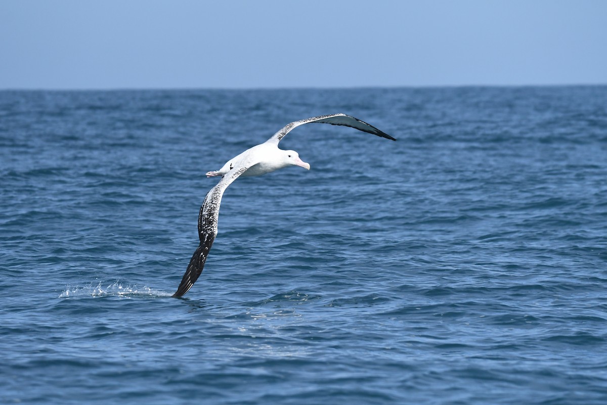 Antipodean Albatross - ML645095793