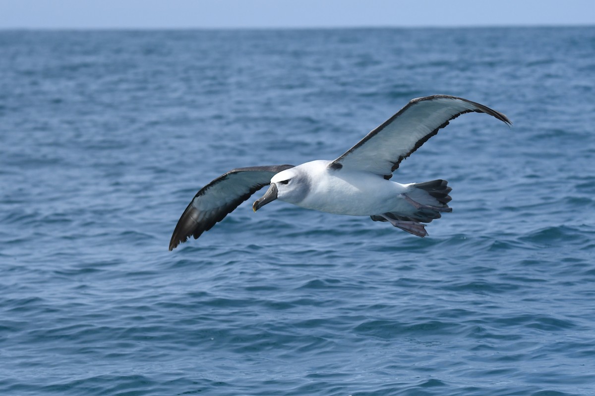 White-capped Albatross - ML645095799