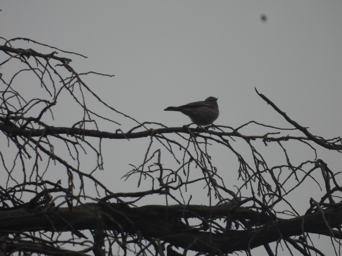 Yellow-rumped Warbler - ML645095801