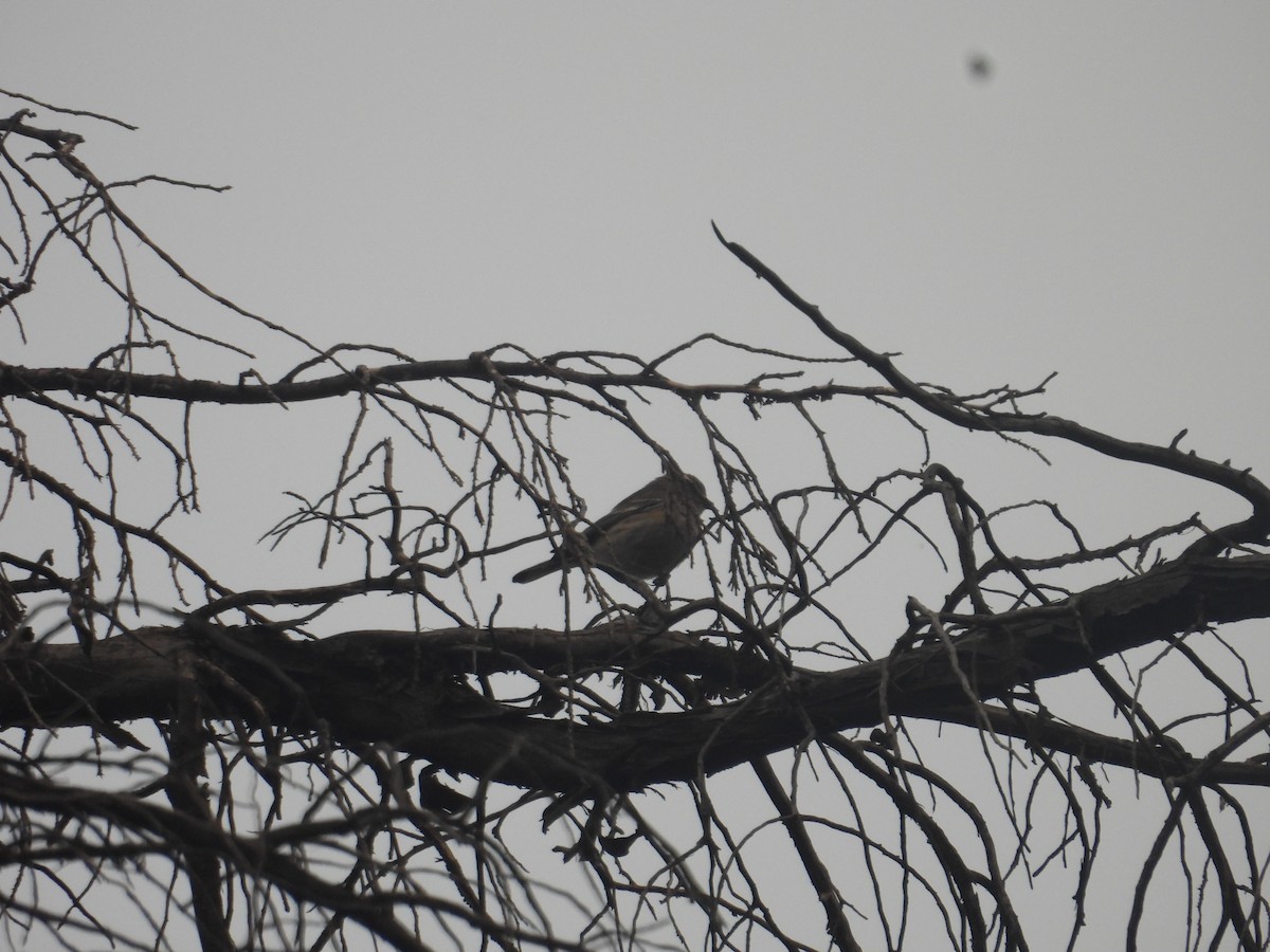 Yellow-rumped Warbler - ML645095804