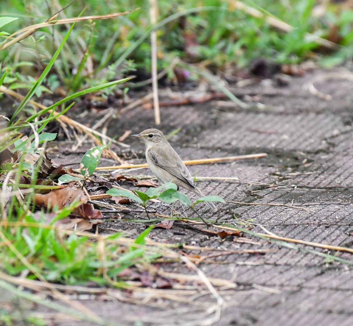 Booted Warbler - ML645095807