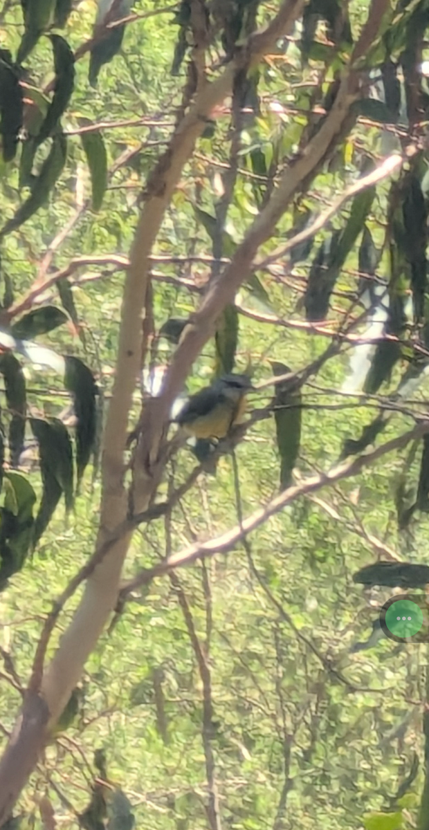 Eastern Yellow Robin - ML645095809