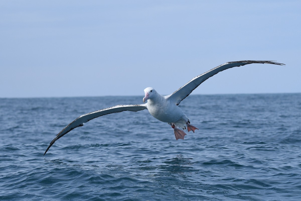 Antipodean Albatross - ML645095819