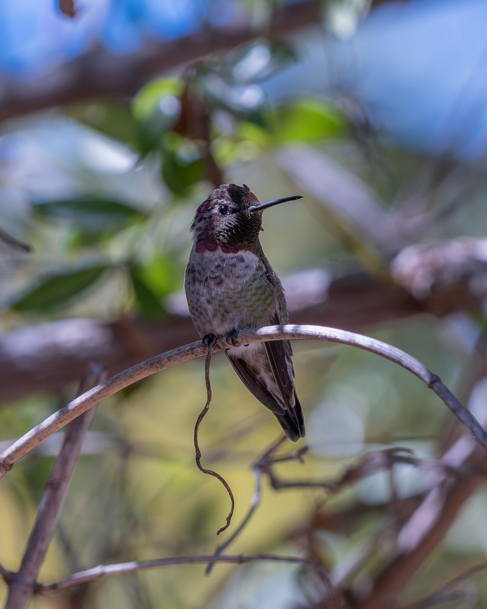 Anna's Hummingbird - ML645095822