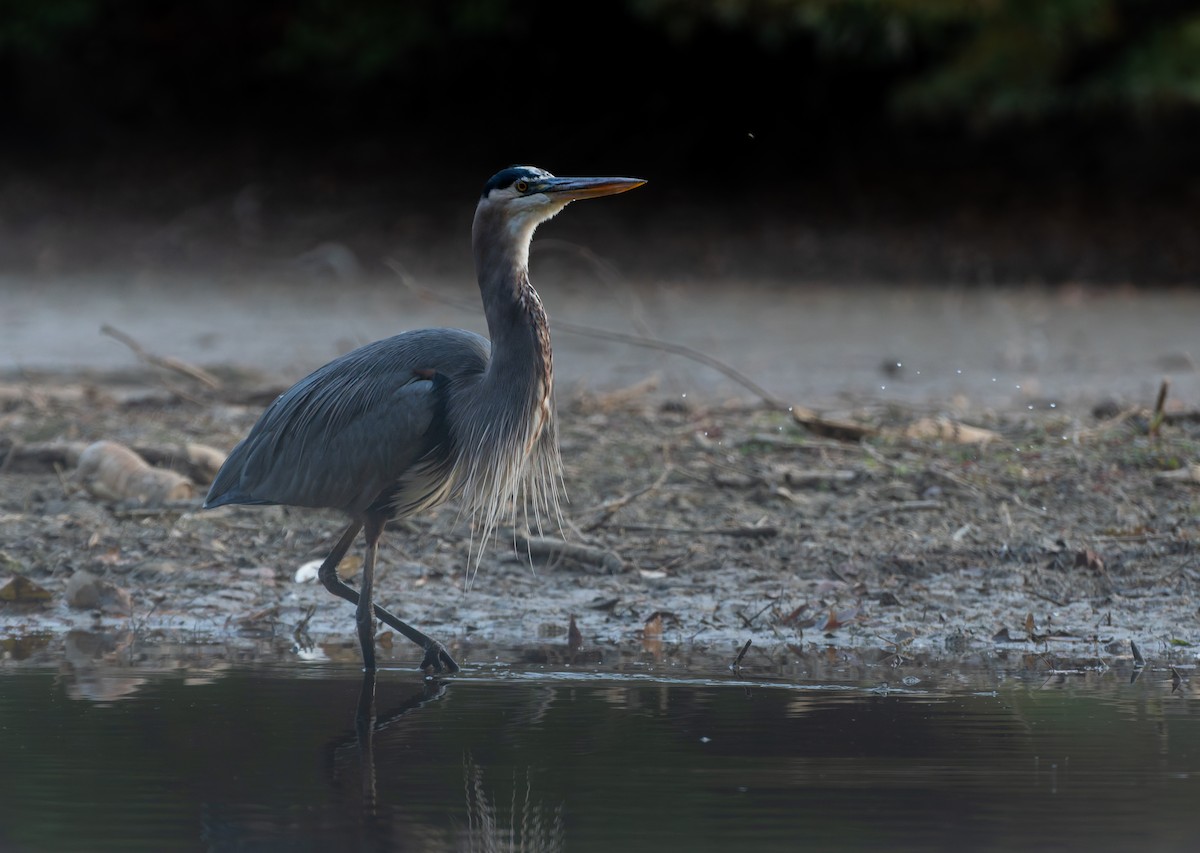 Great Blue Heron - ML645095823