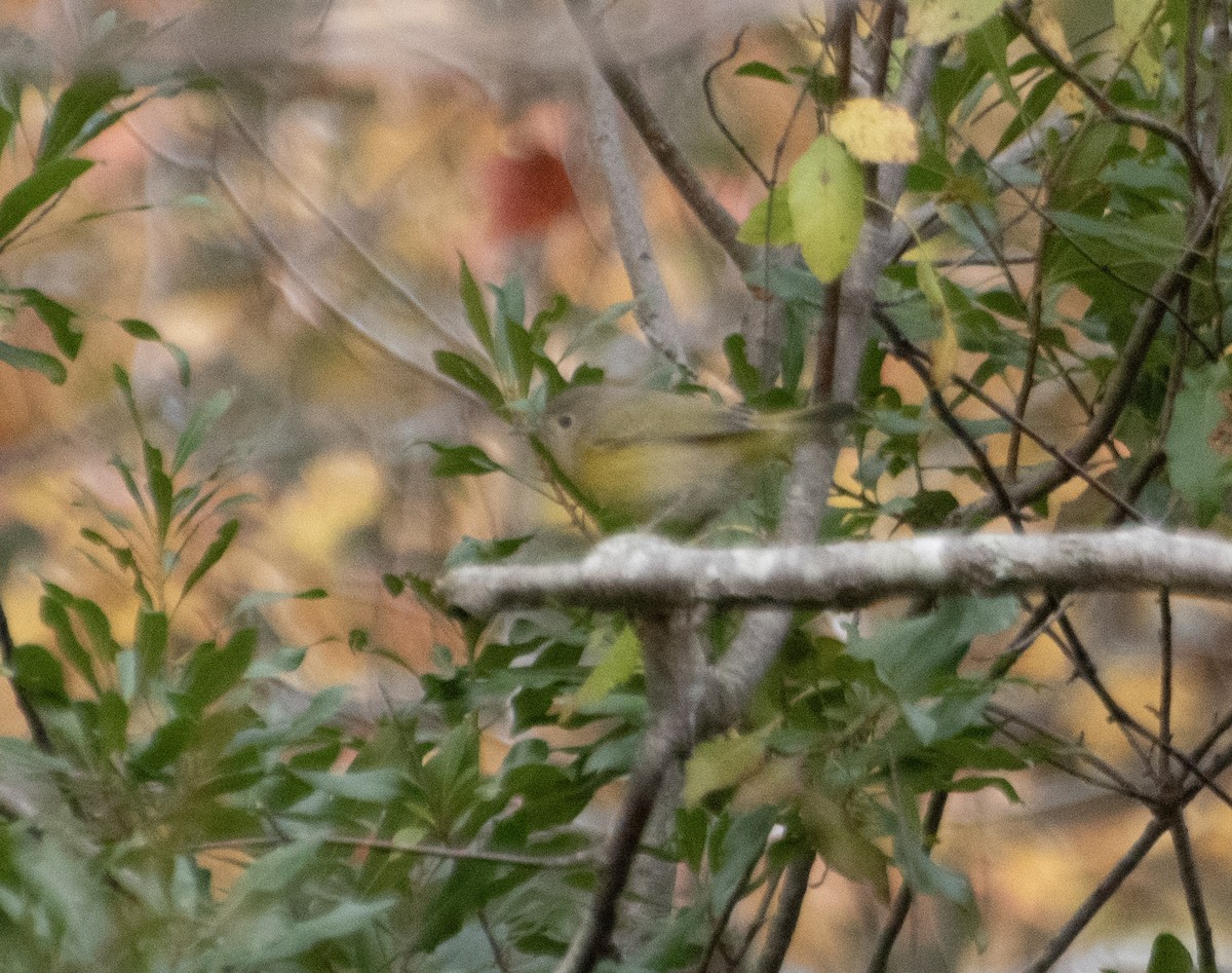 Nashville Warbler - ML645095824