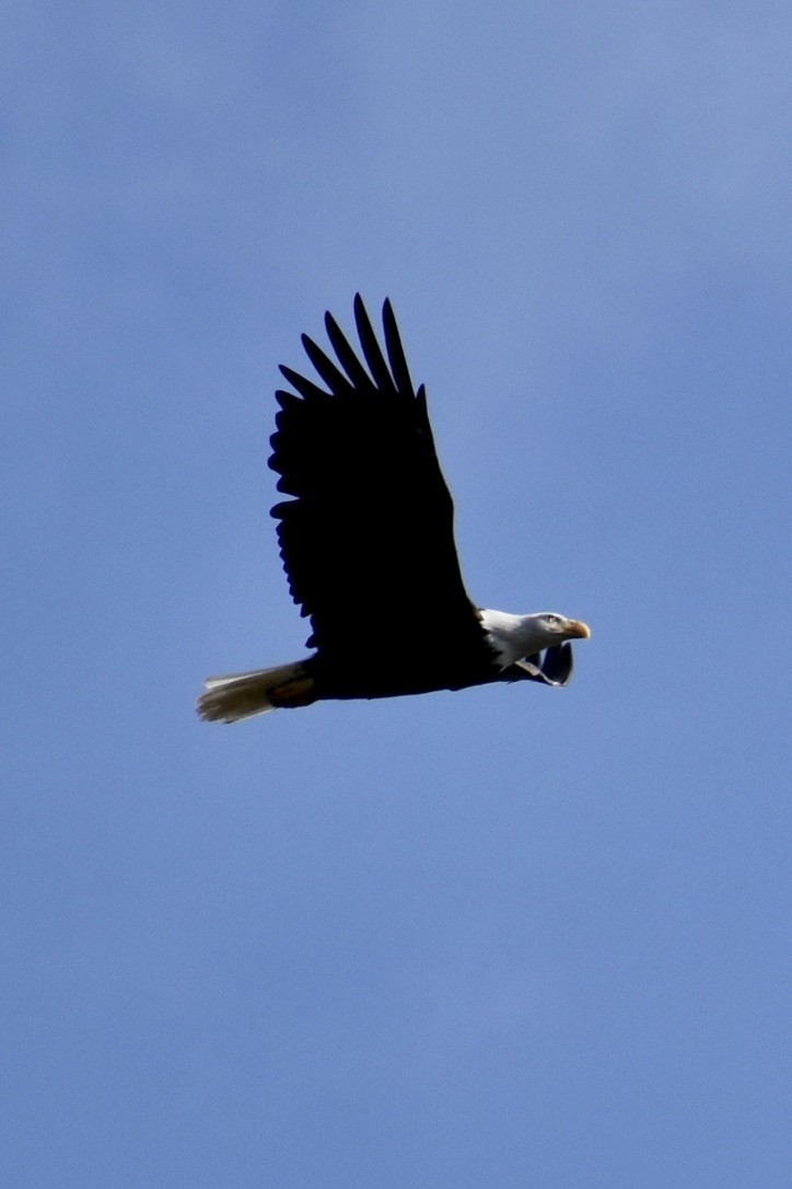Bald Eagle - ML645095833