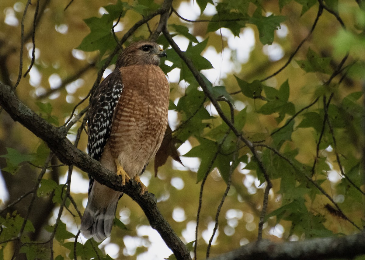 Red-shouldered Hawk - ML645095836