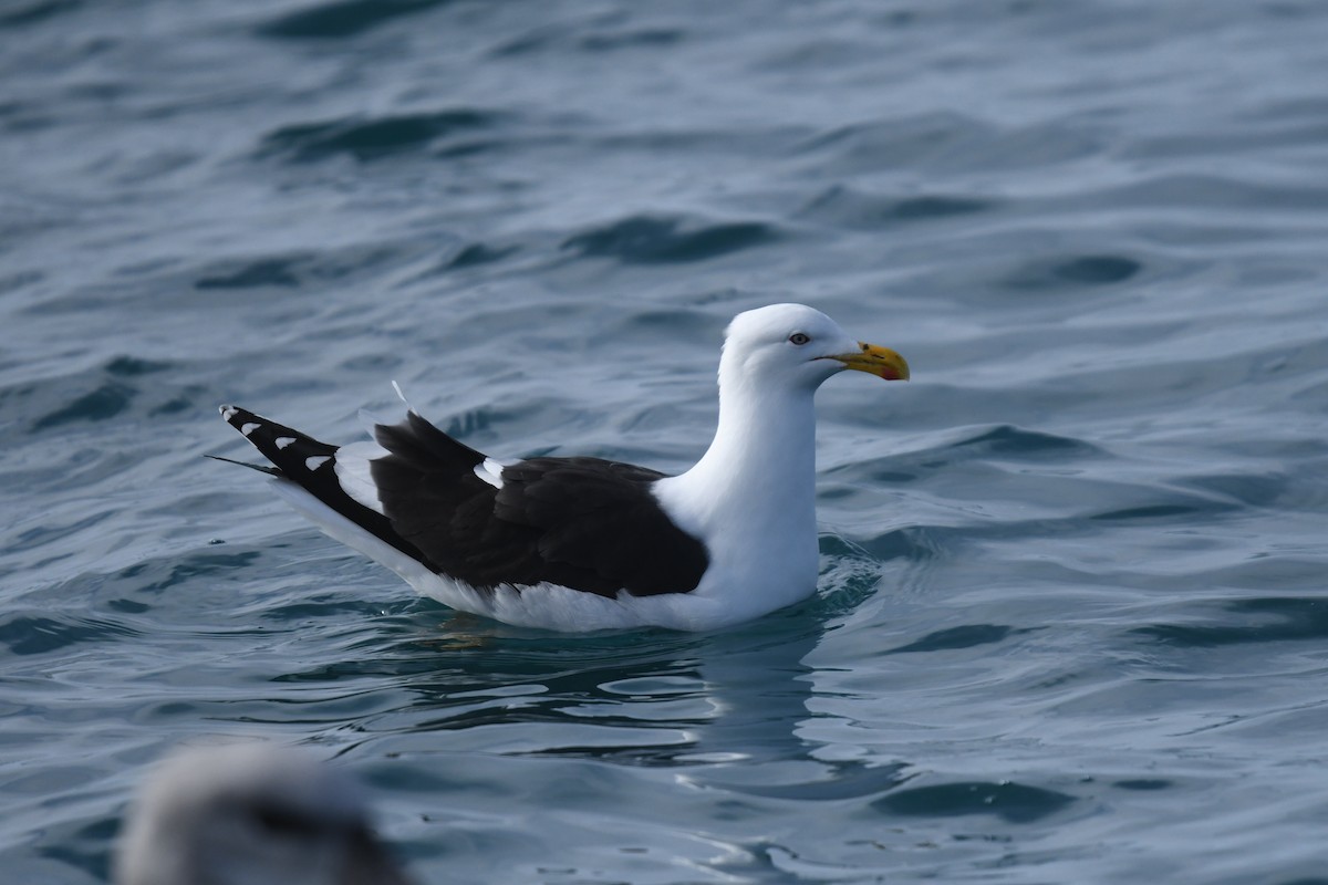 Kelp Gull - ML645095846