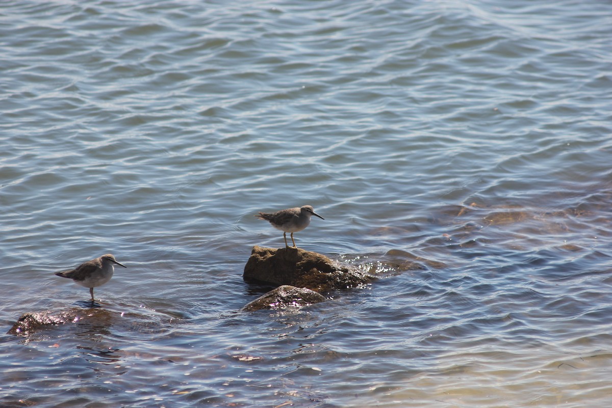 Gray-tailed Tattler - ML645095850