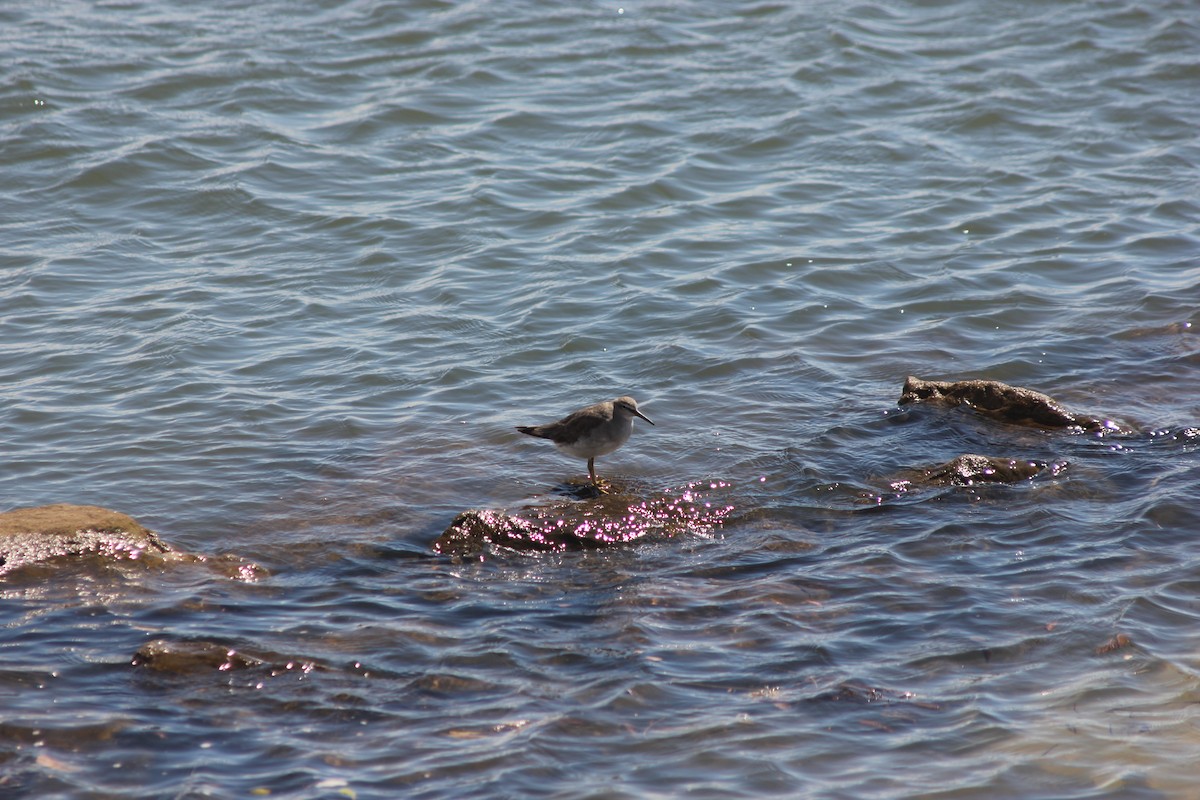 Gray-tailed Tattler - ML645095851