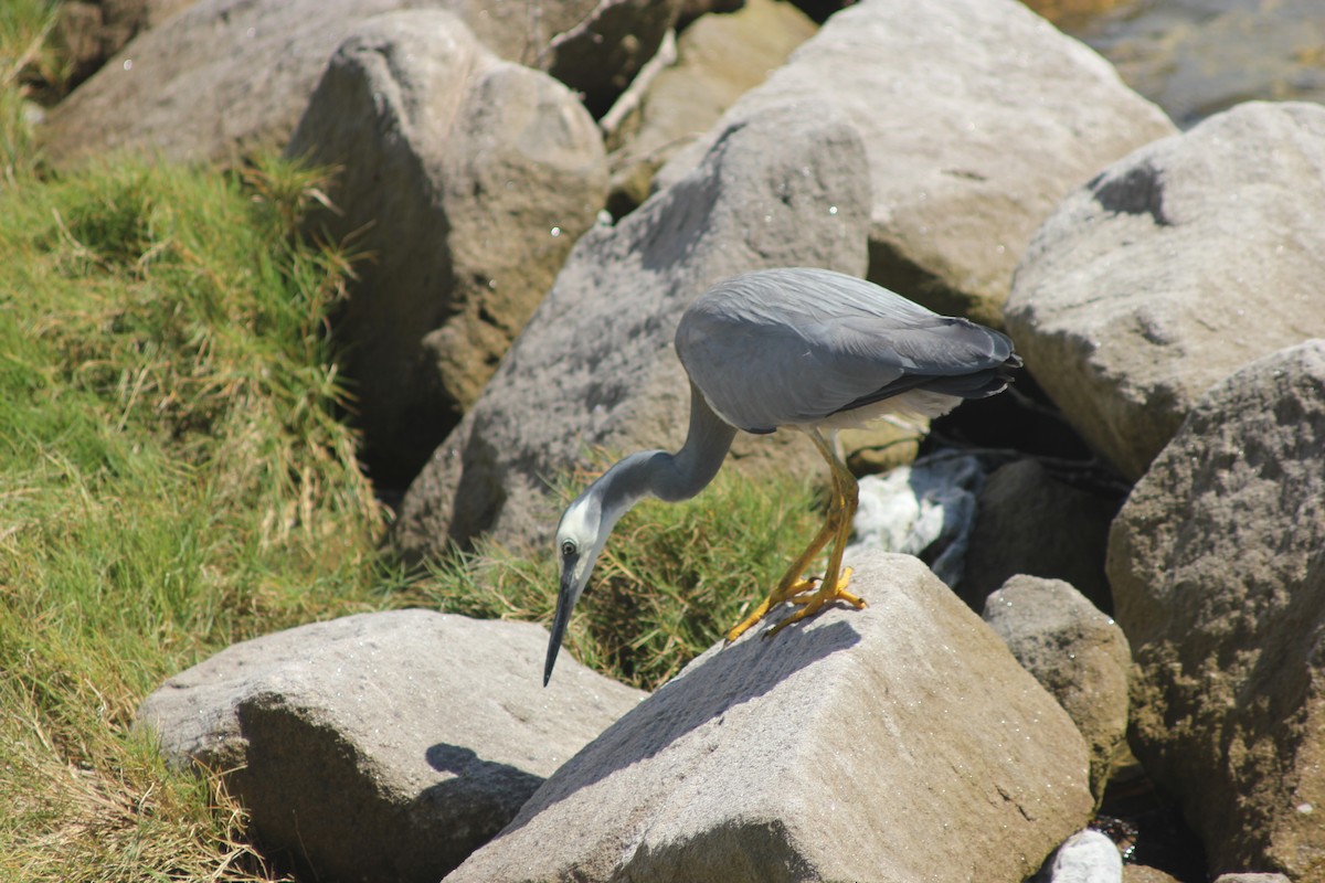 White-faced Heron - ML645095852