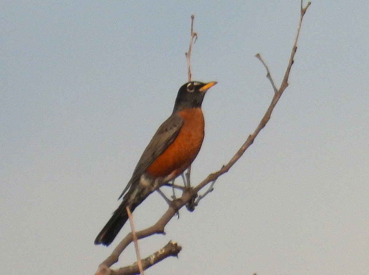 vandretrost - ML645095855