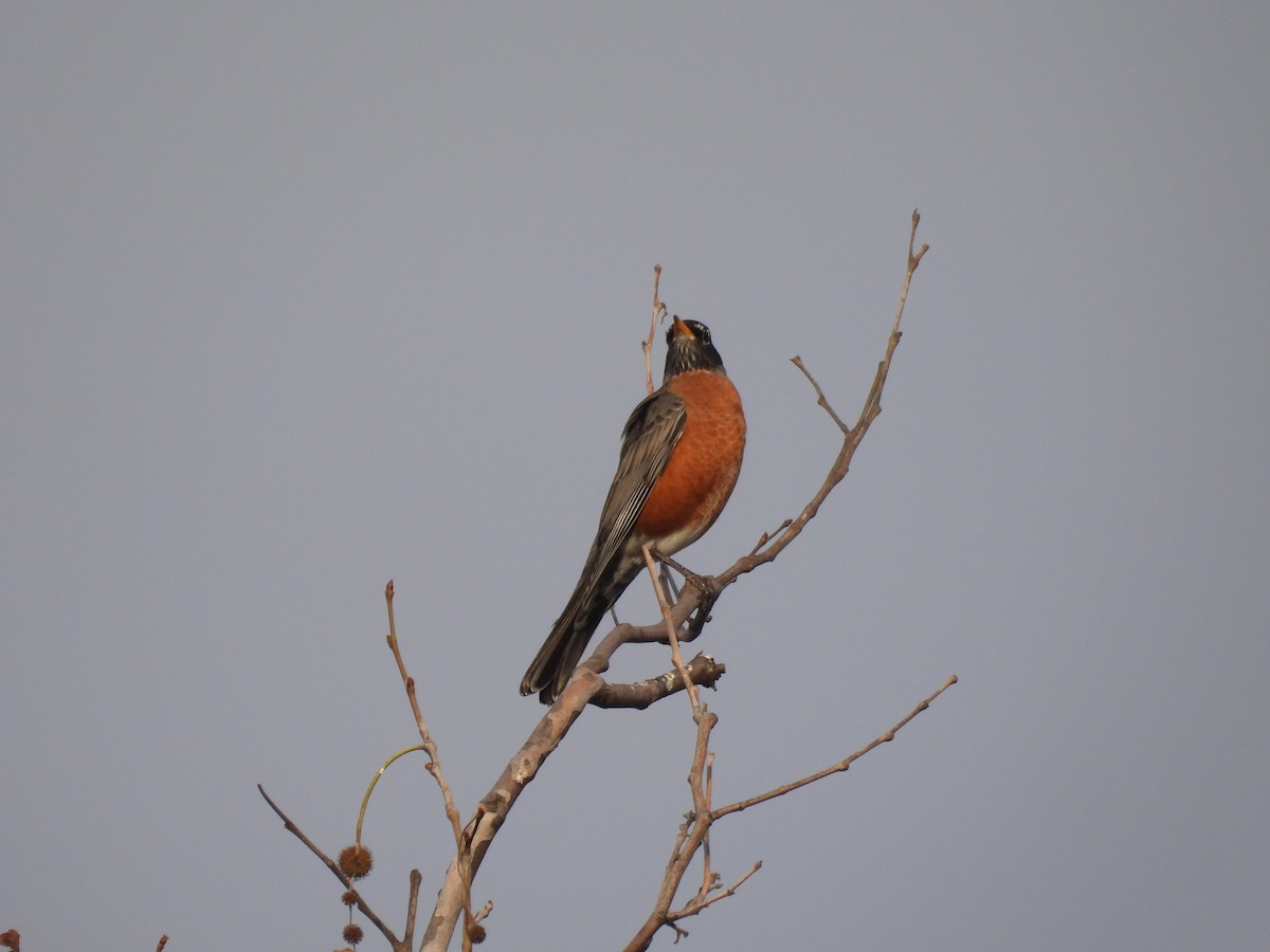 vandretrost - ML645095856