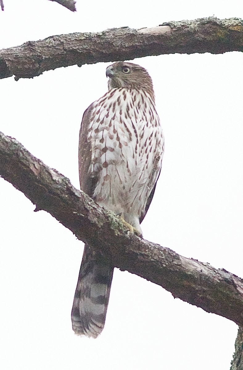Cooper's Hawk - ML645095859