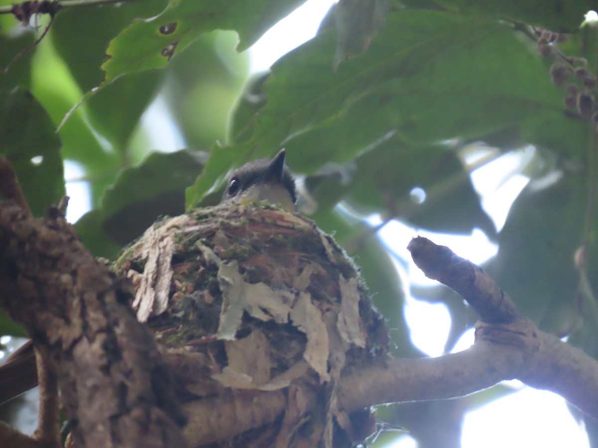 Eastern Yellow Robin - ML645095870
