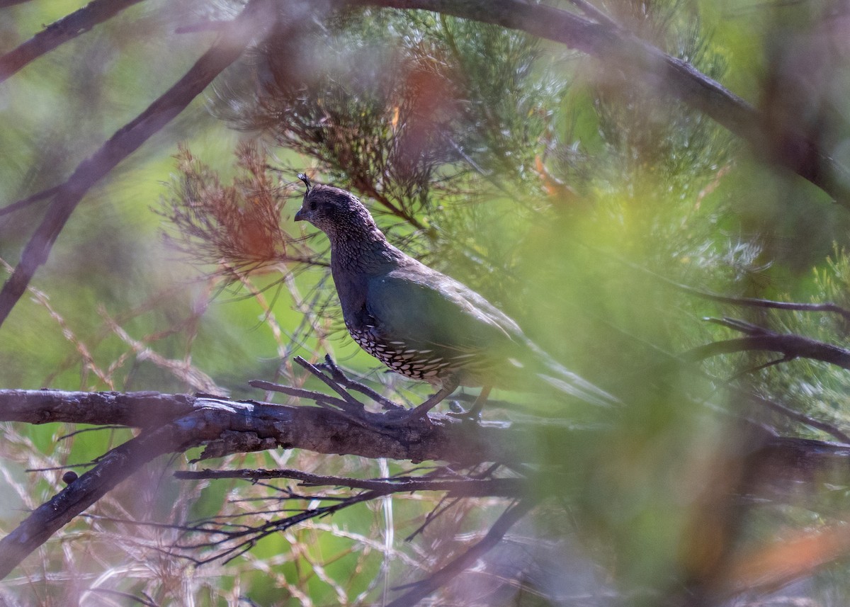 California Quail - ML645095872