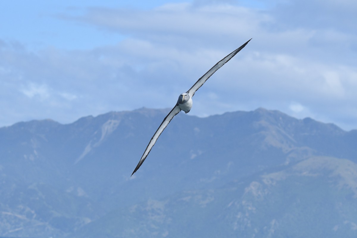 Salvin's Albatross - ML645095873