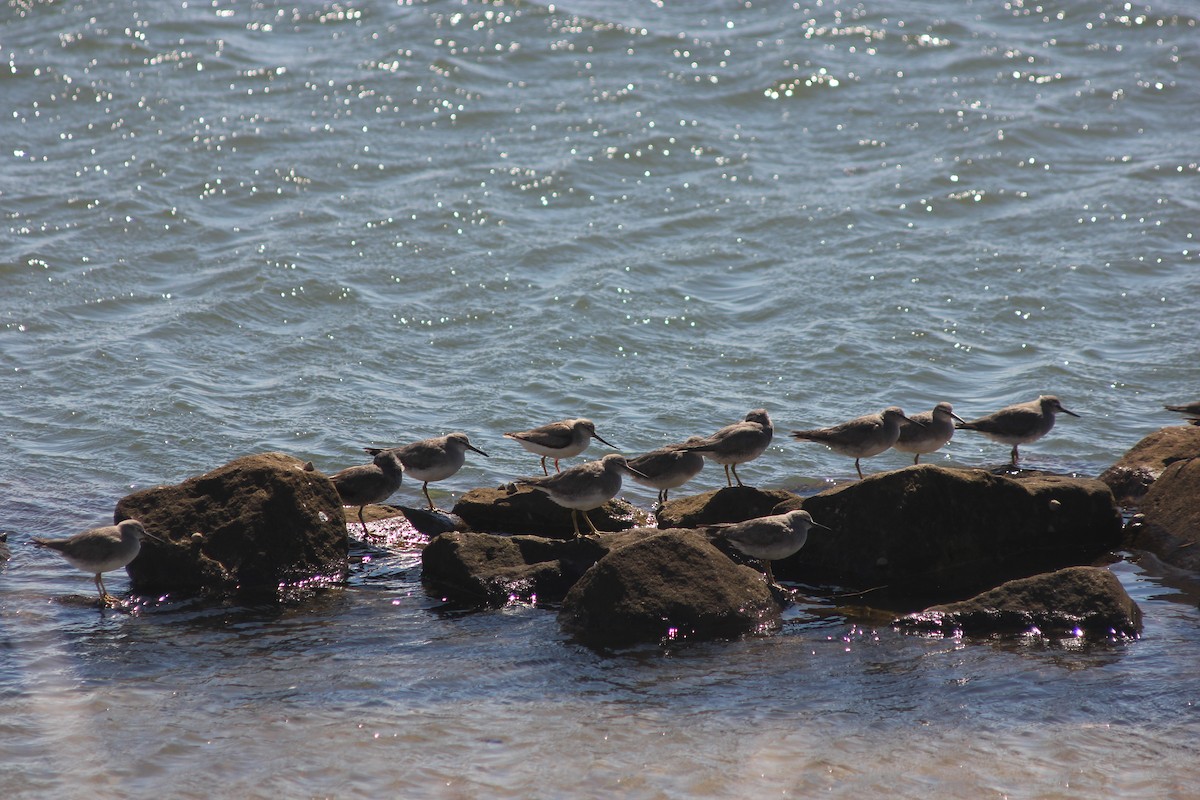 tereksnipe - ML645095883