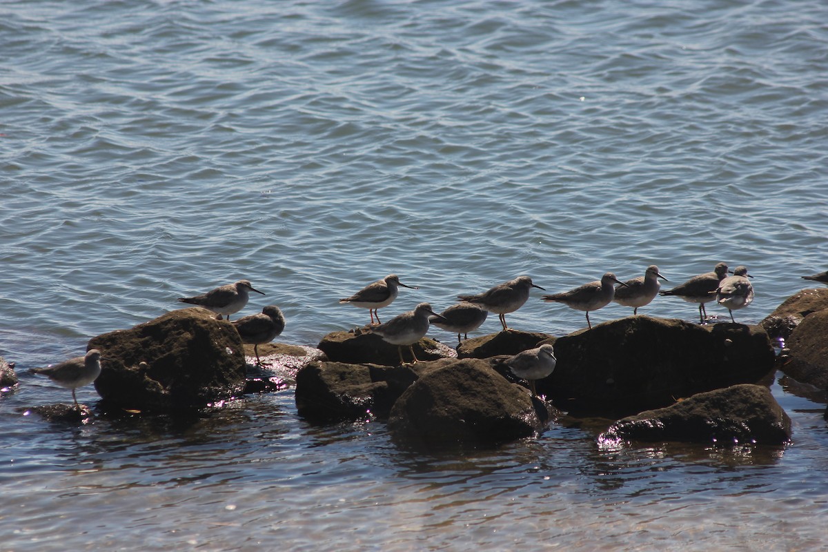 tereksnipe - ML645095884