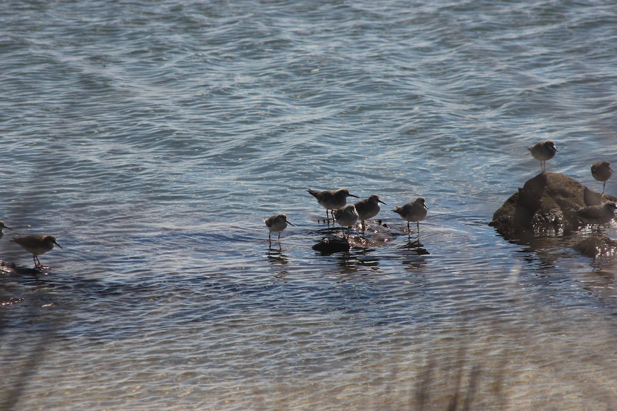 tereksnipe - ML645095885