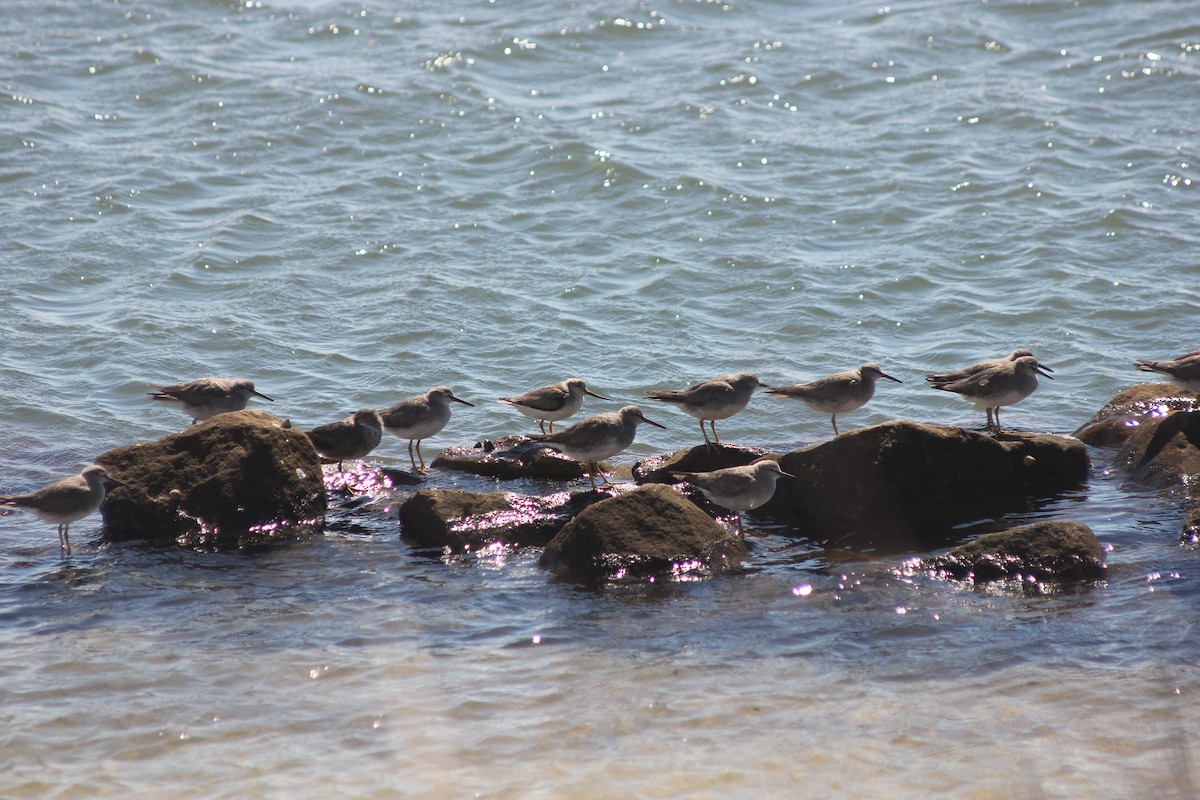 tereksnipe - ML645095886